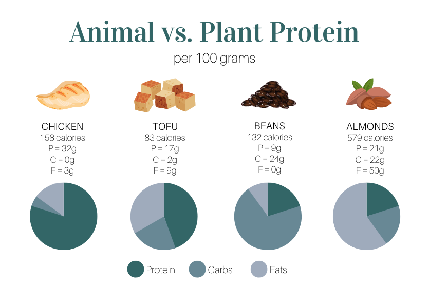 animal vs plant protein