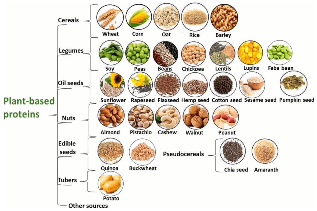 plant based protein and sources