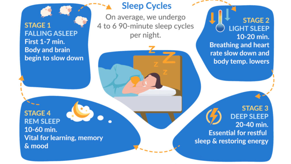 Sleep cycles